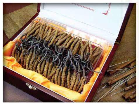 湛江冬虫夏草回收